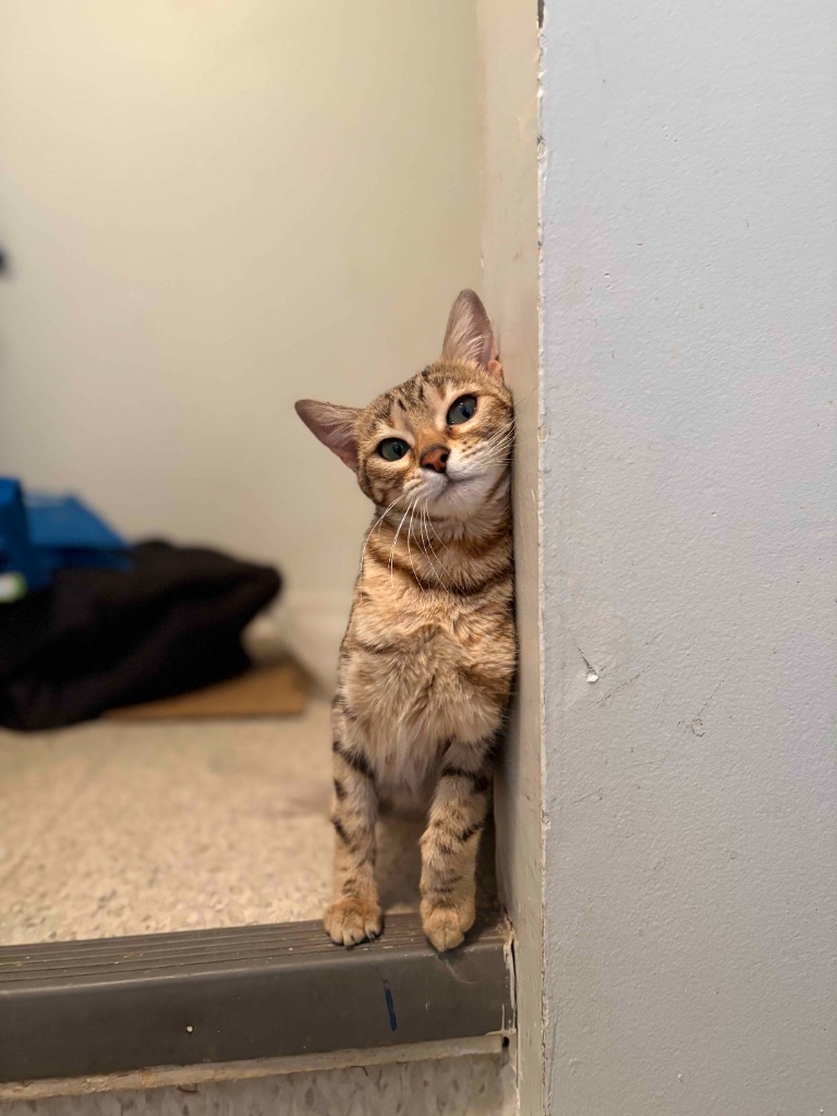A beautiful cat looking up at the camera