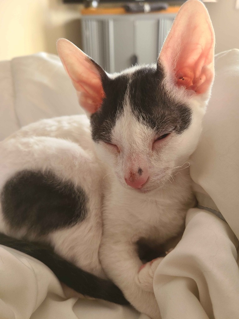 A cute black and white cat sleeping