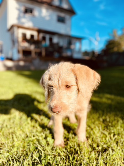 Wilson & Co dog enjoying the outdoors