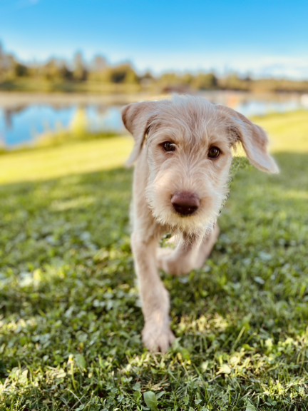 Wilson & Co dog enjoying the outdoors
