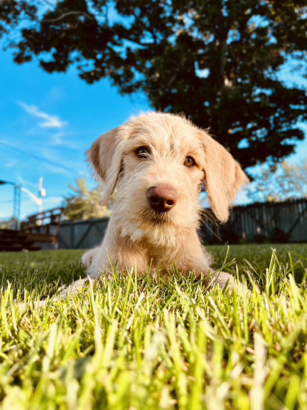 Wilson & Co dog enjoying the outdoors