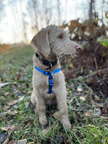 Wilson & Co dog enjoying the outdoors