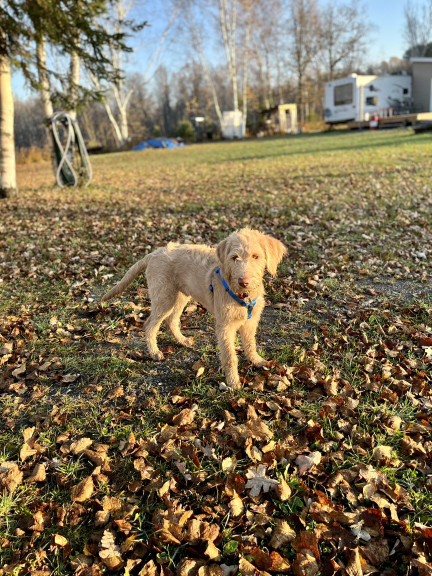 Wilson out on a hike on a sunny autumn day