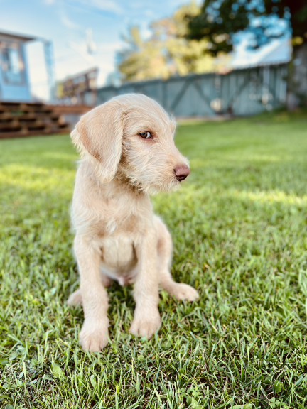 Wilson as a puppy sitting in the grass